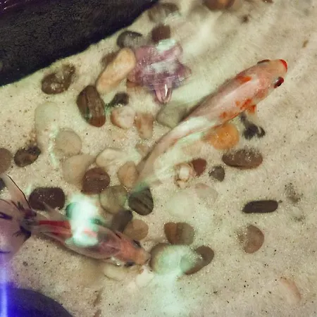 Milling Mini 19 ホテル 3*